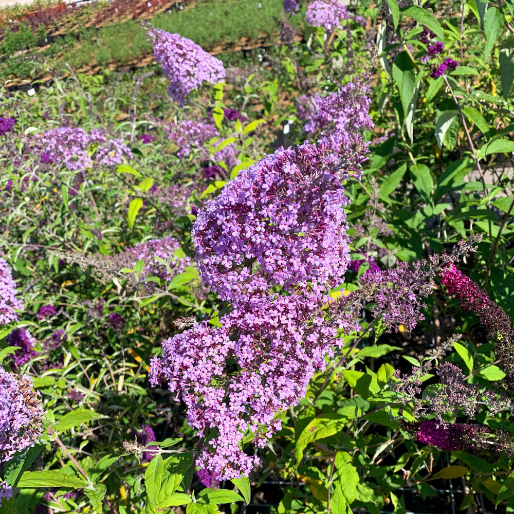Sommerflieder 'Gulliver'