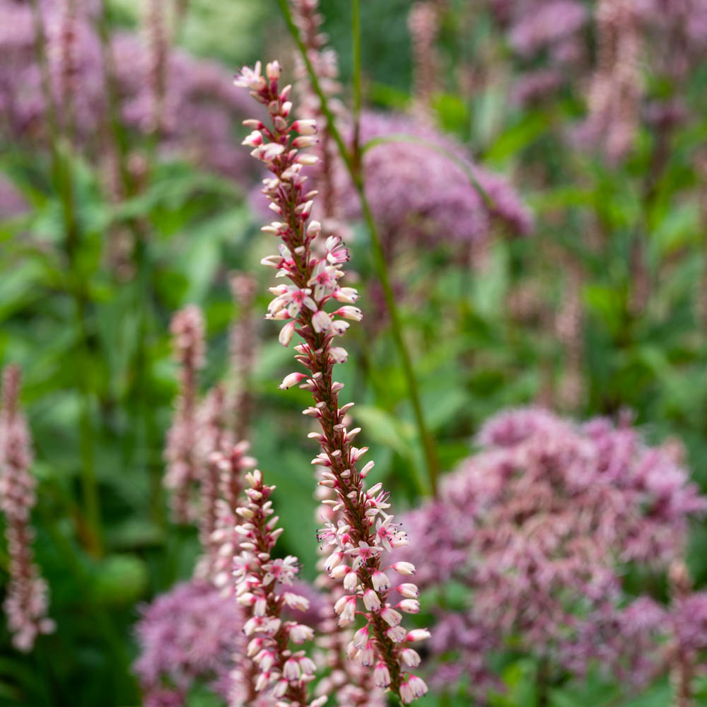 Kerzenknöterich 'Rosea'