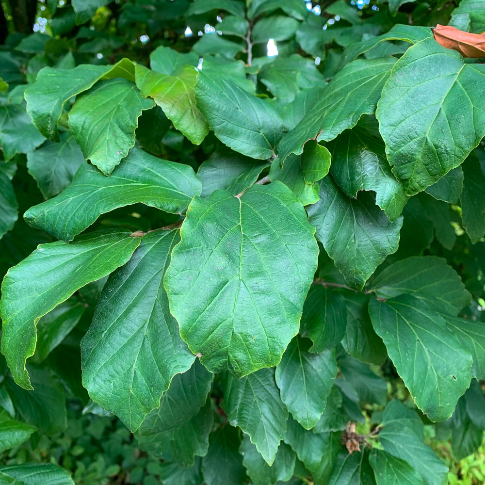 Eisenbaum, Parrotia, Winterblüher