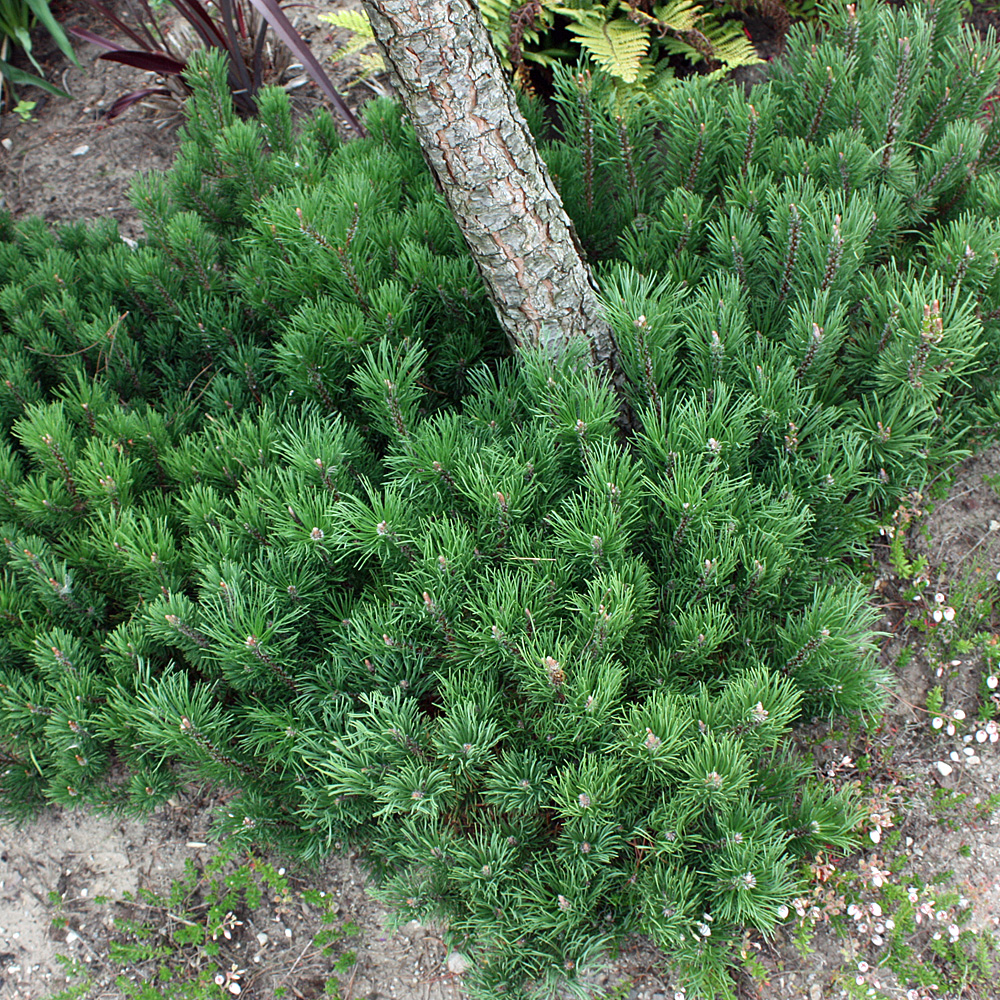 Kiefer, Krummholzkiefer, Pinus, Gehölz immergrün