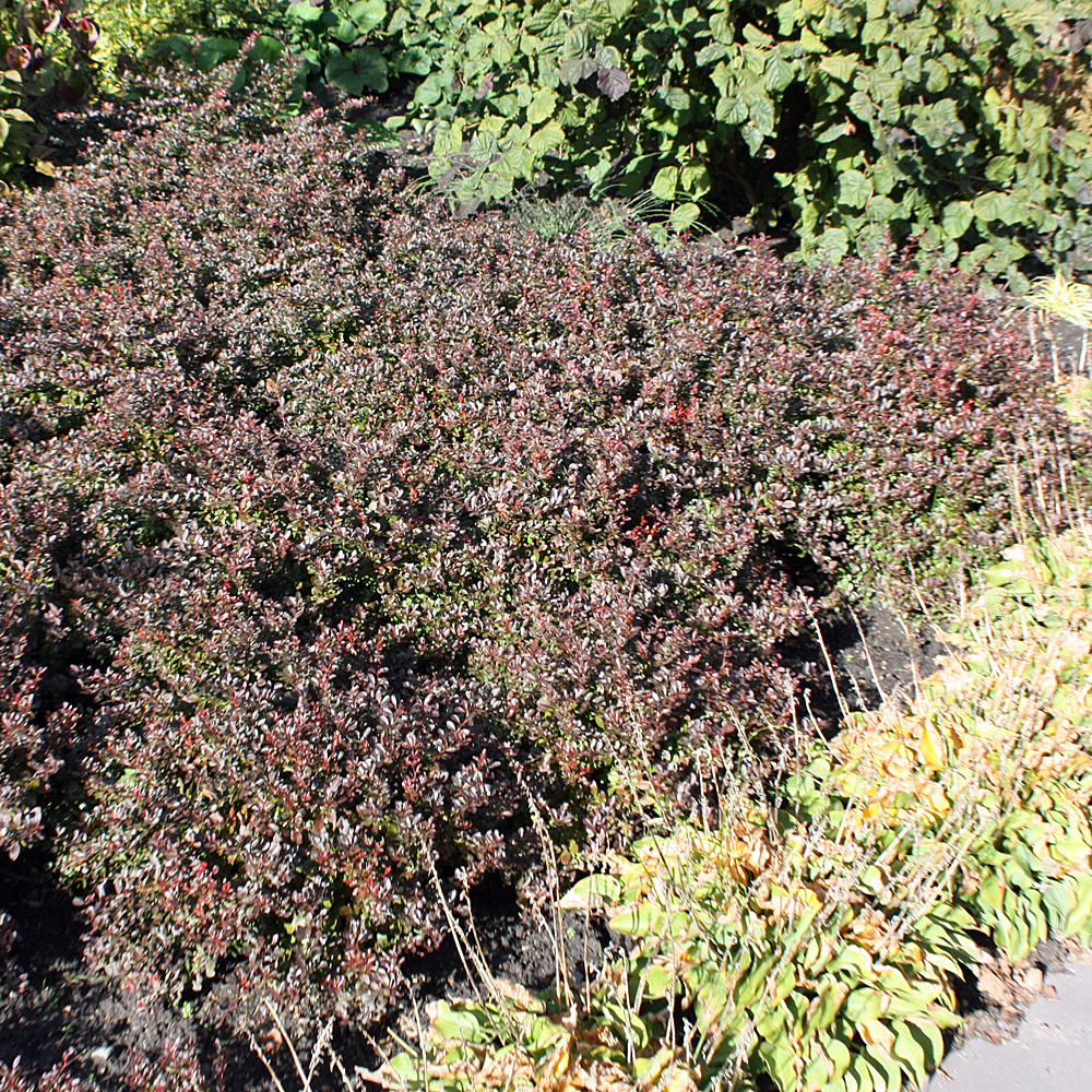 Kleine Blutberberitze, Berberitze, Berberis, Zwerggehölz