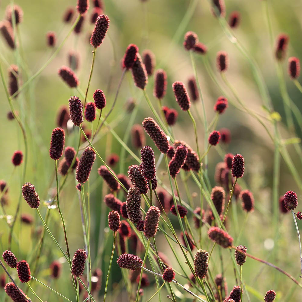 Großer Wiesenknopf