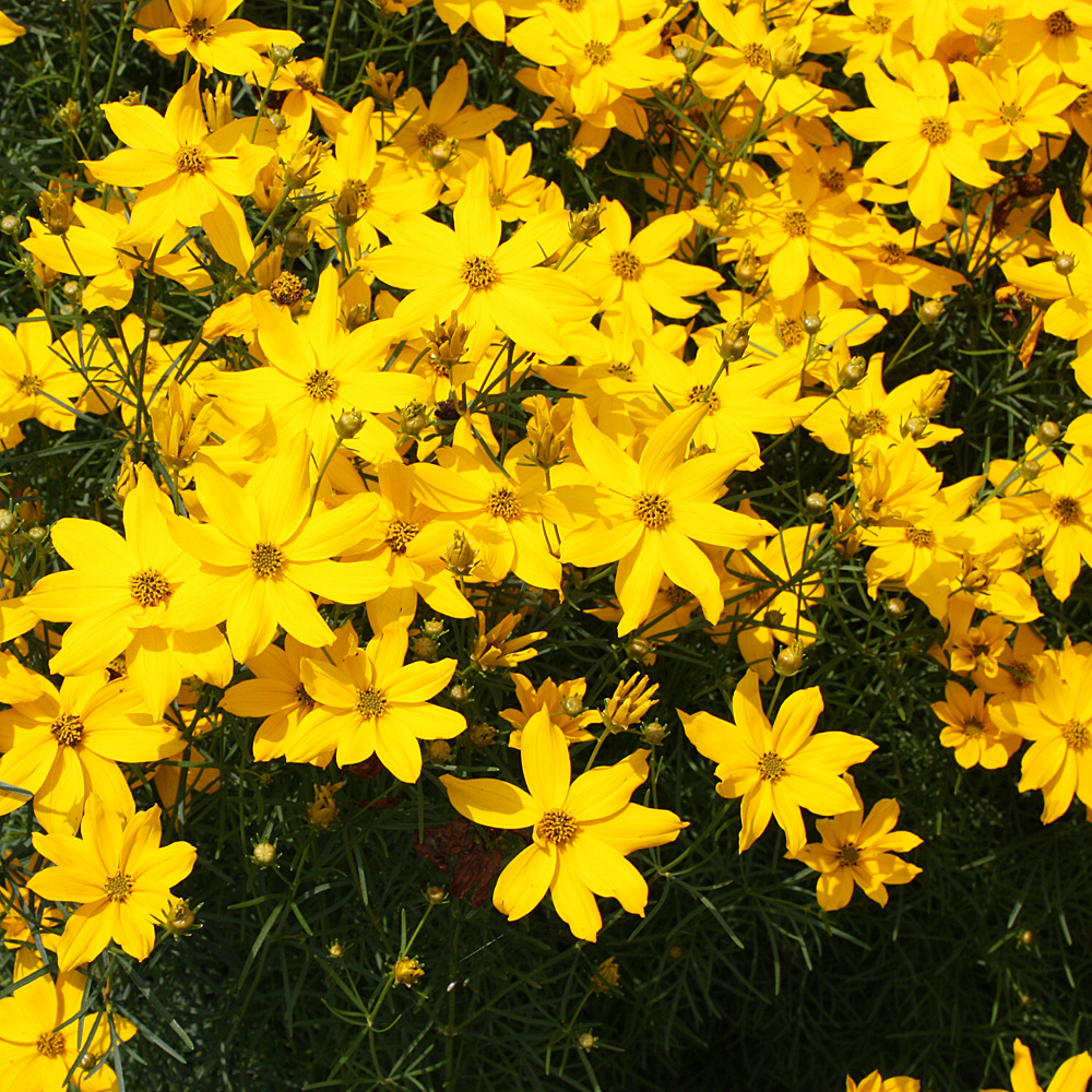 Mädchenauge Grandiflora, Blütenstaude