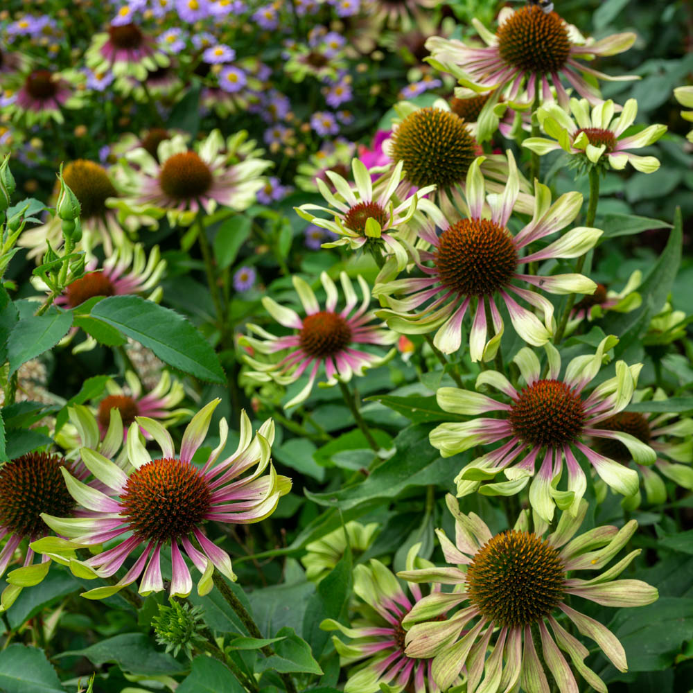 Sonnenhut 'Green Envy'®