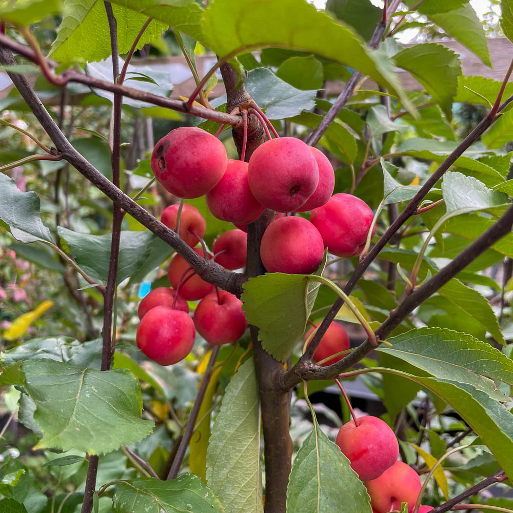 Zierapfel 'Rudolph'