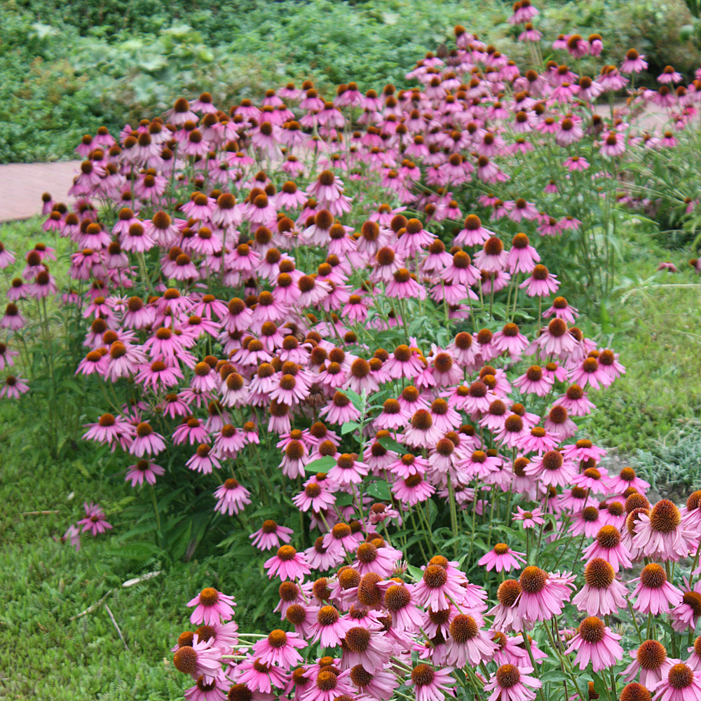 Sonnenhut Magnus, Echinacea, Heilpflanze