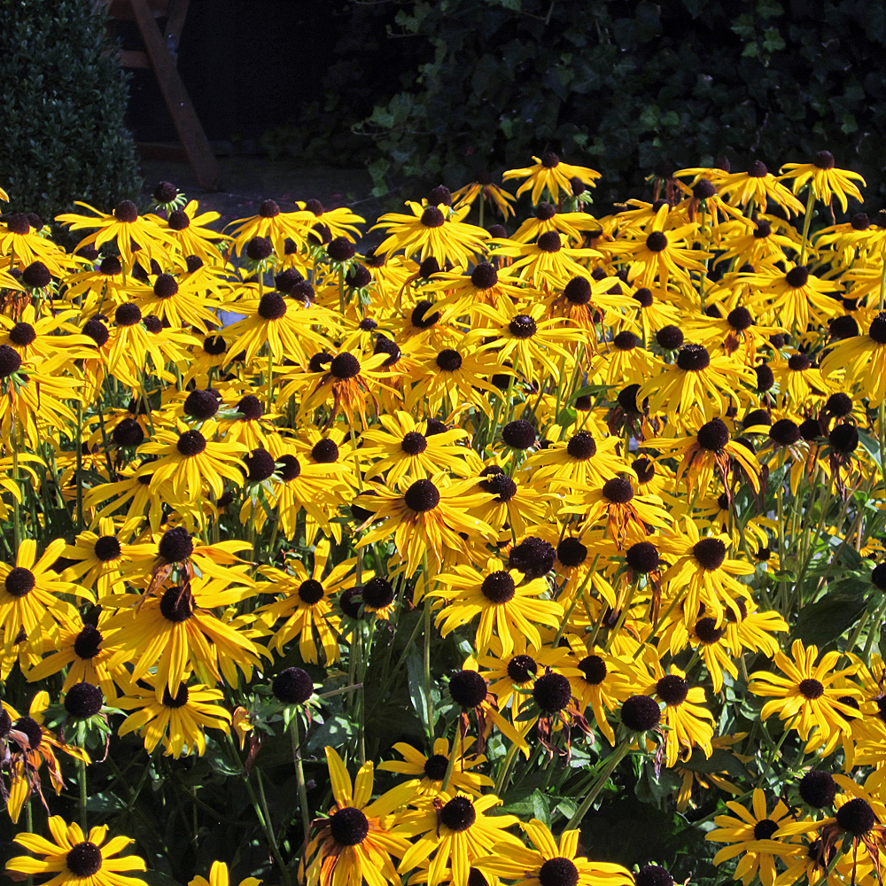 Sonnenhut Goldsturm Blüte