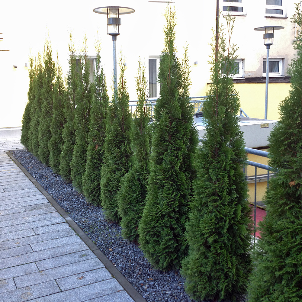 Lebensbaum Sparagd, Thuja, immergrüne Hecke