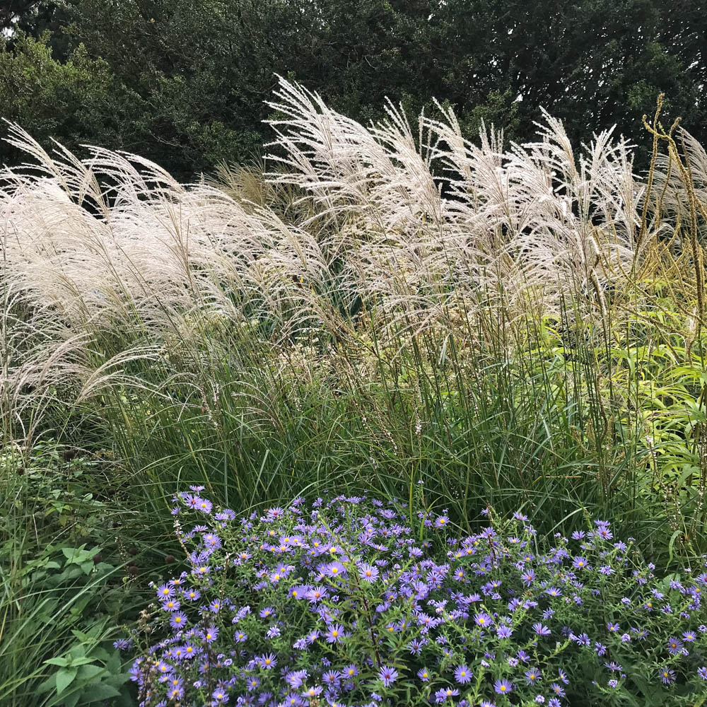 Chinaschilf - Miscanthus