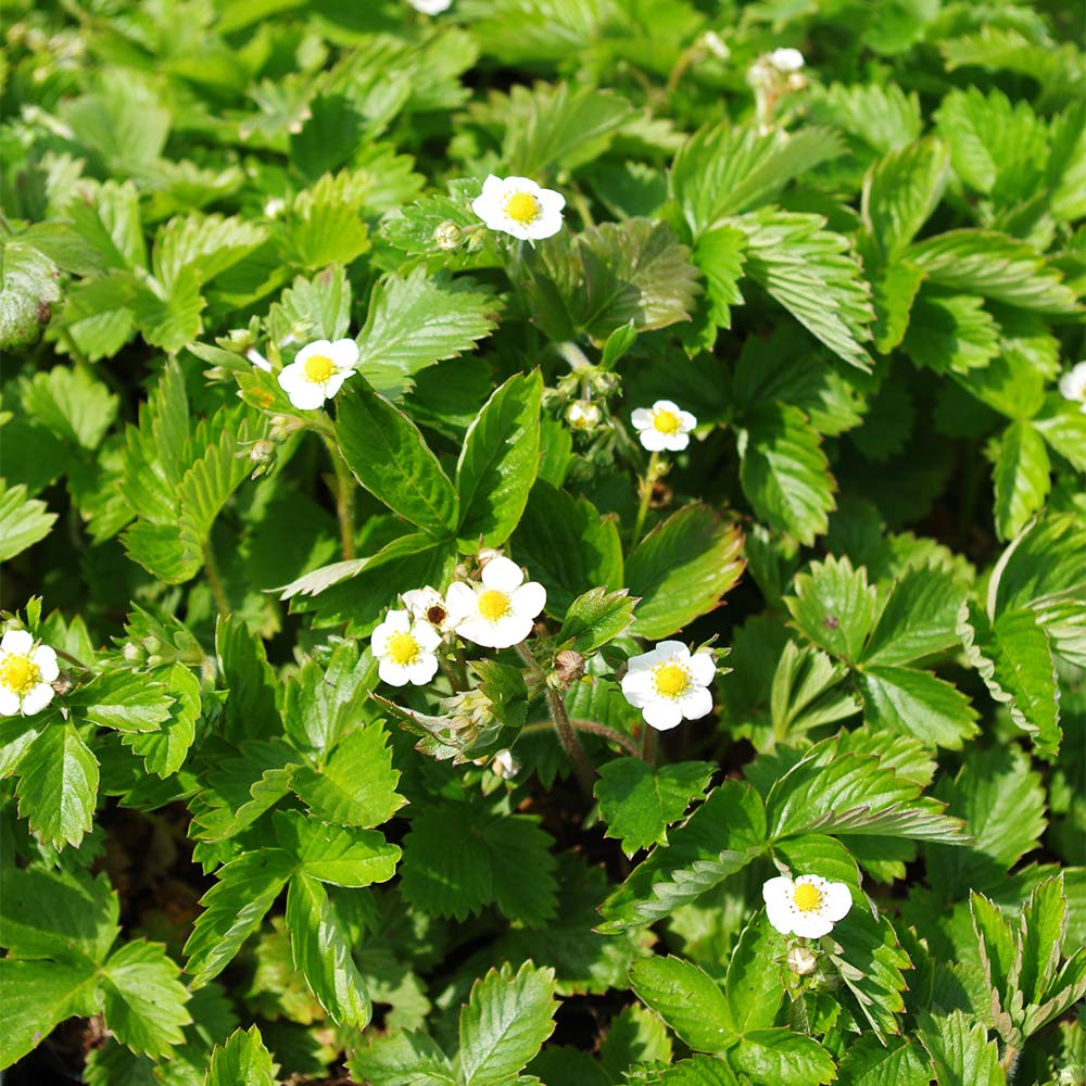 Monats Erdbeere 'Alexandria'