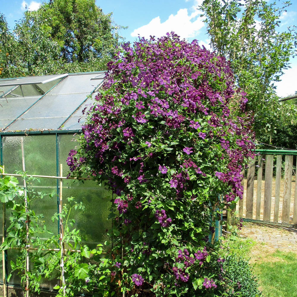 Clematis viticella 'Viola'