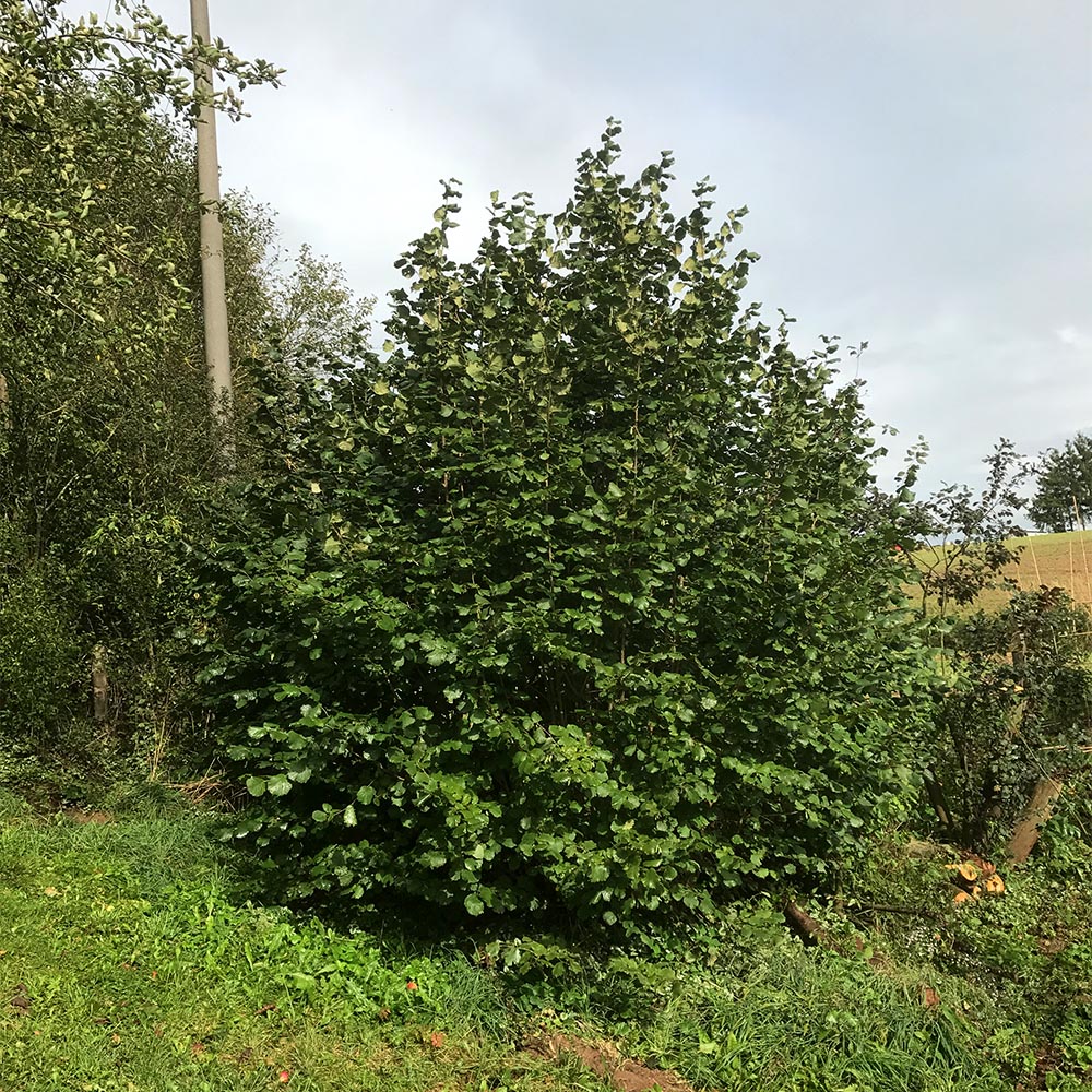 Haselnuss, Wildgehölze, Frucht