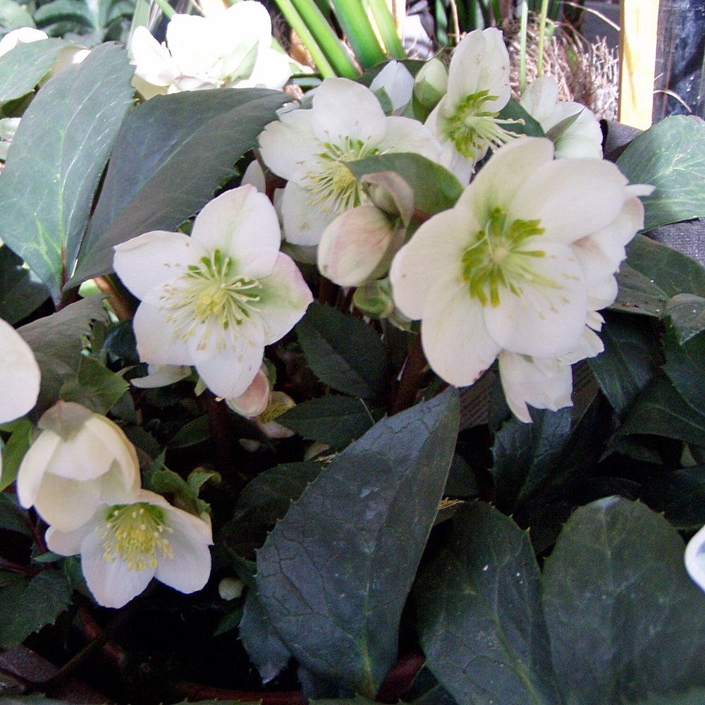 Christrose, Helleborus, Winterblüher