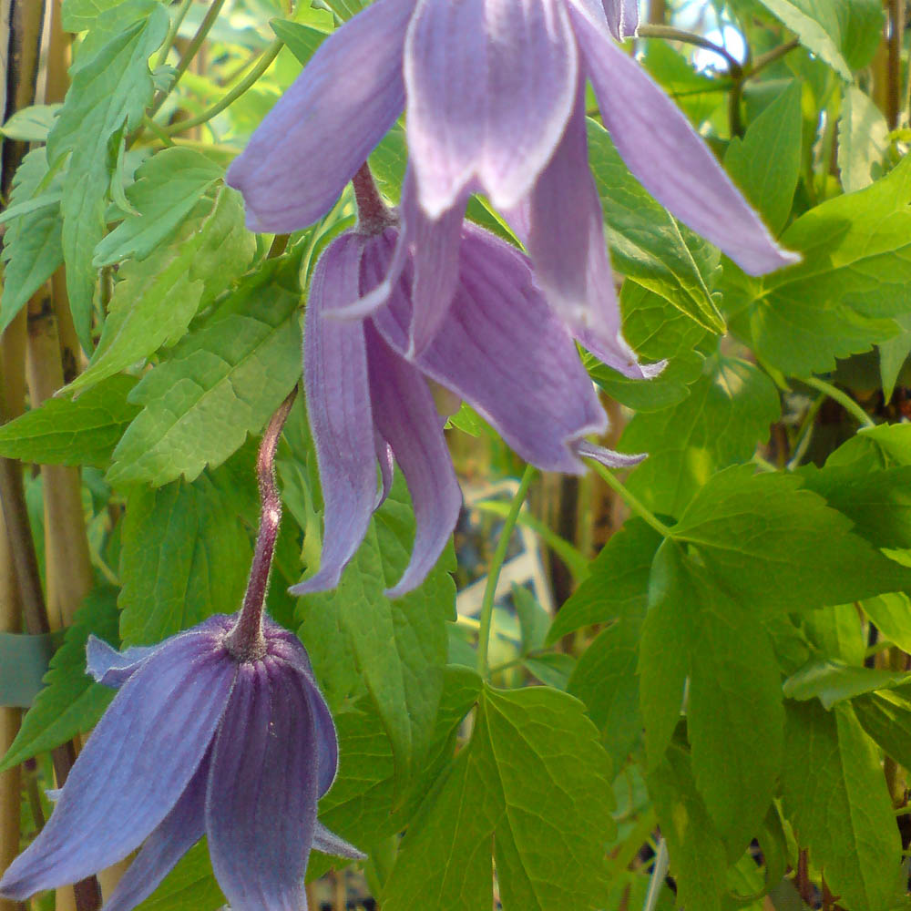 Clematis alpina  'Frances Rivis'