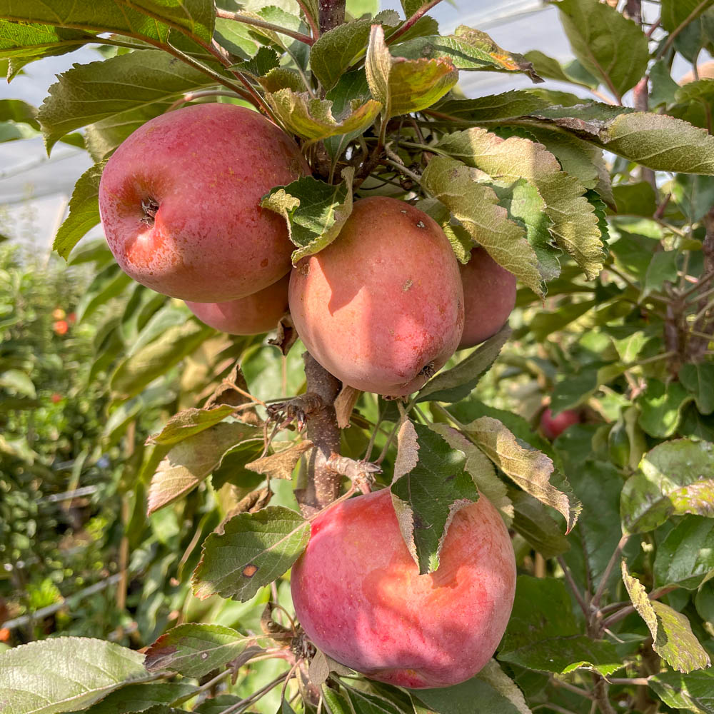 Säulenapfel 'Pomfital' ®