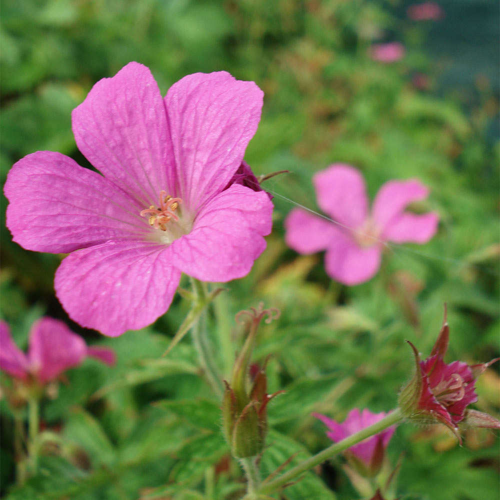Storchschnabel 'Rosenlicht'