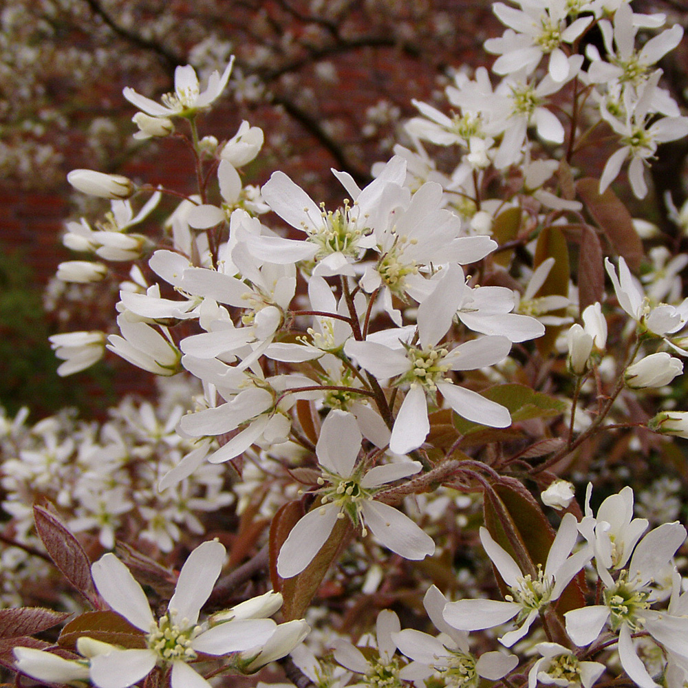 Kupferfelsenbirne, Felsenbirne, Amelanchier, Blütengehölz