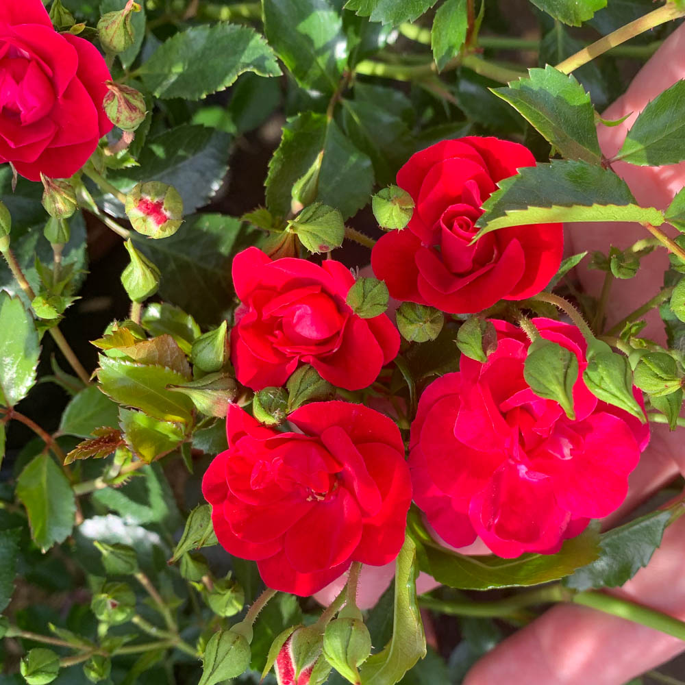Bodendeckerrose 'Balou'