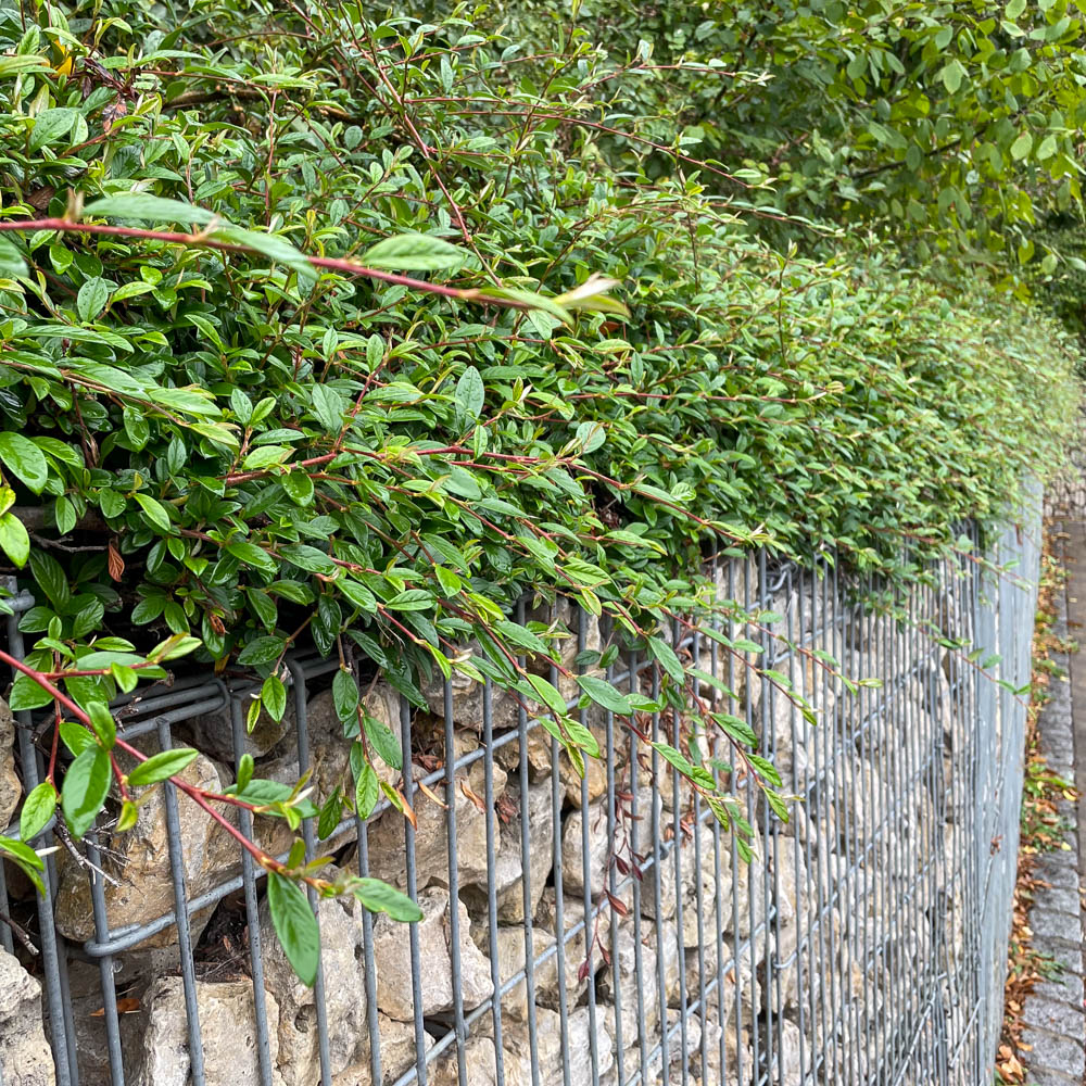 Teppichmispel 'Radicans'
