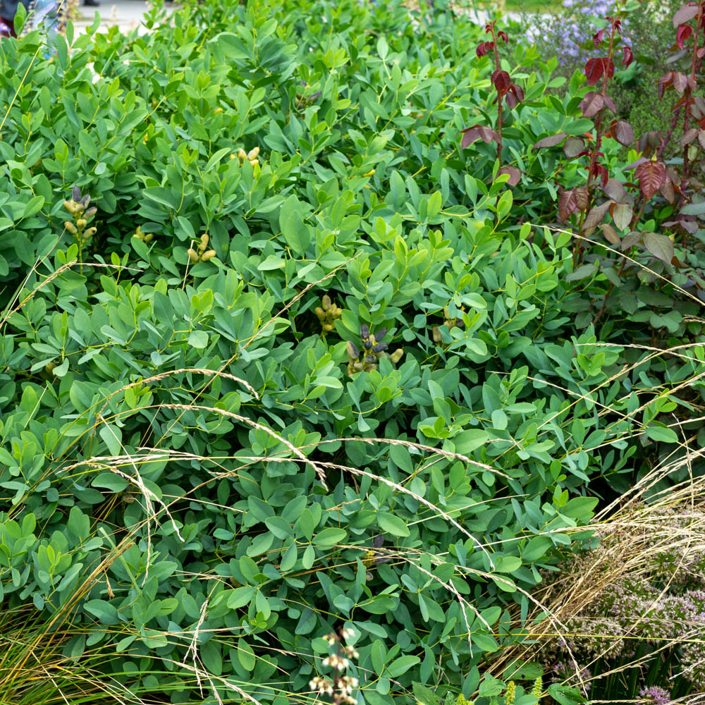 Indigolupine 'Alba'