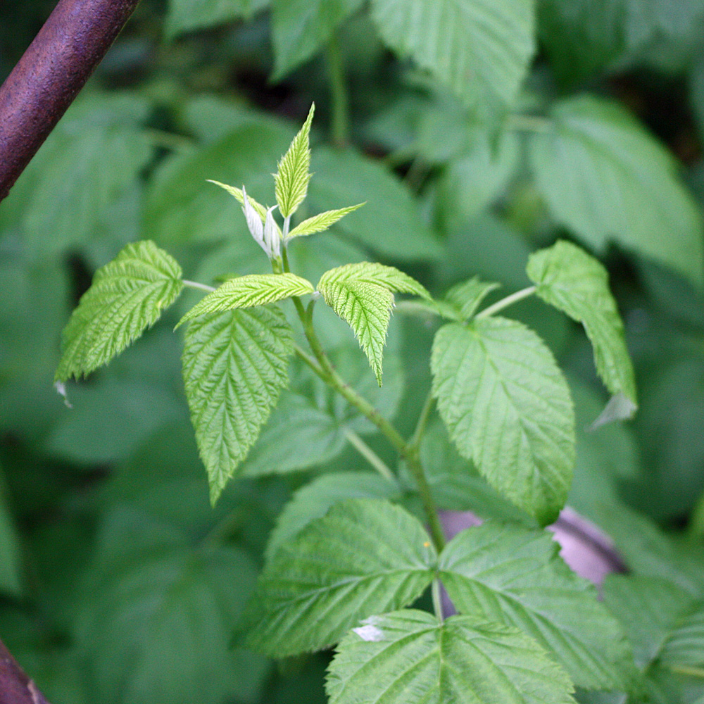 Sommerhimbeere 'Malling Promise'