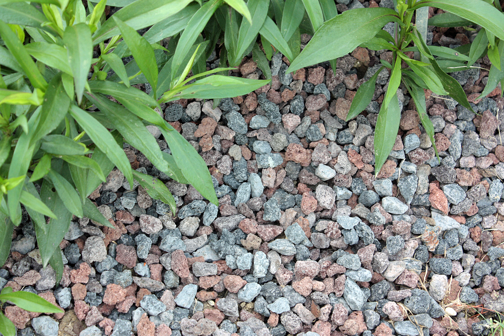 Bodendecker, Rindenmulch oder doch lieber ein Kiesbeet anlegen