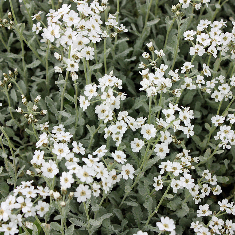 Sommerblüher, Schafgarbe, Steingarten