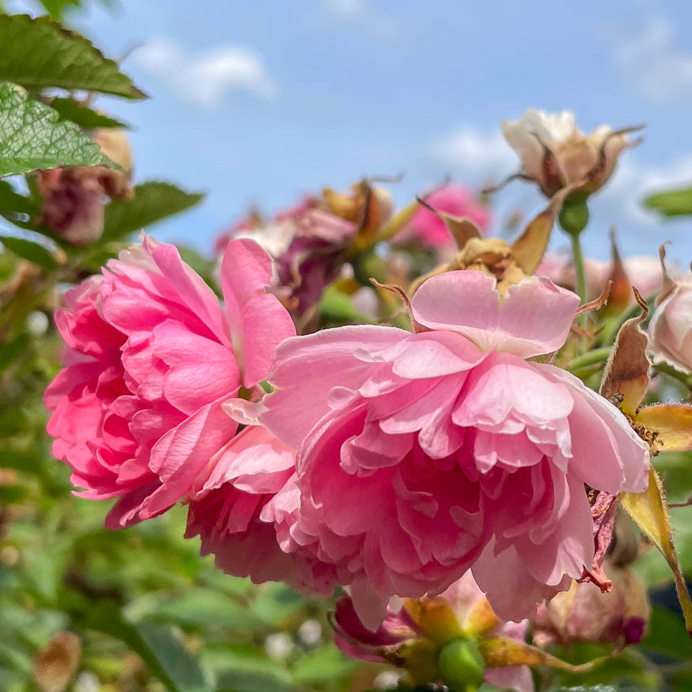 Strauchrose 'Pink Grootendorst'