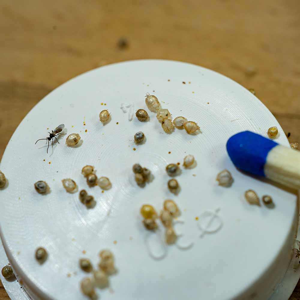 Schlupfwespenmix