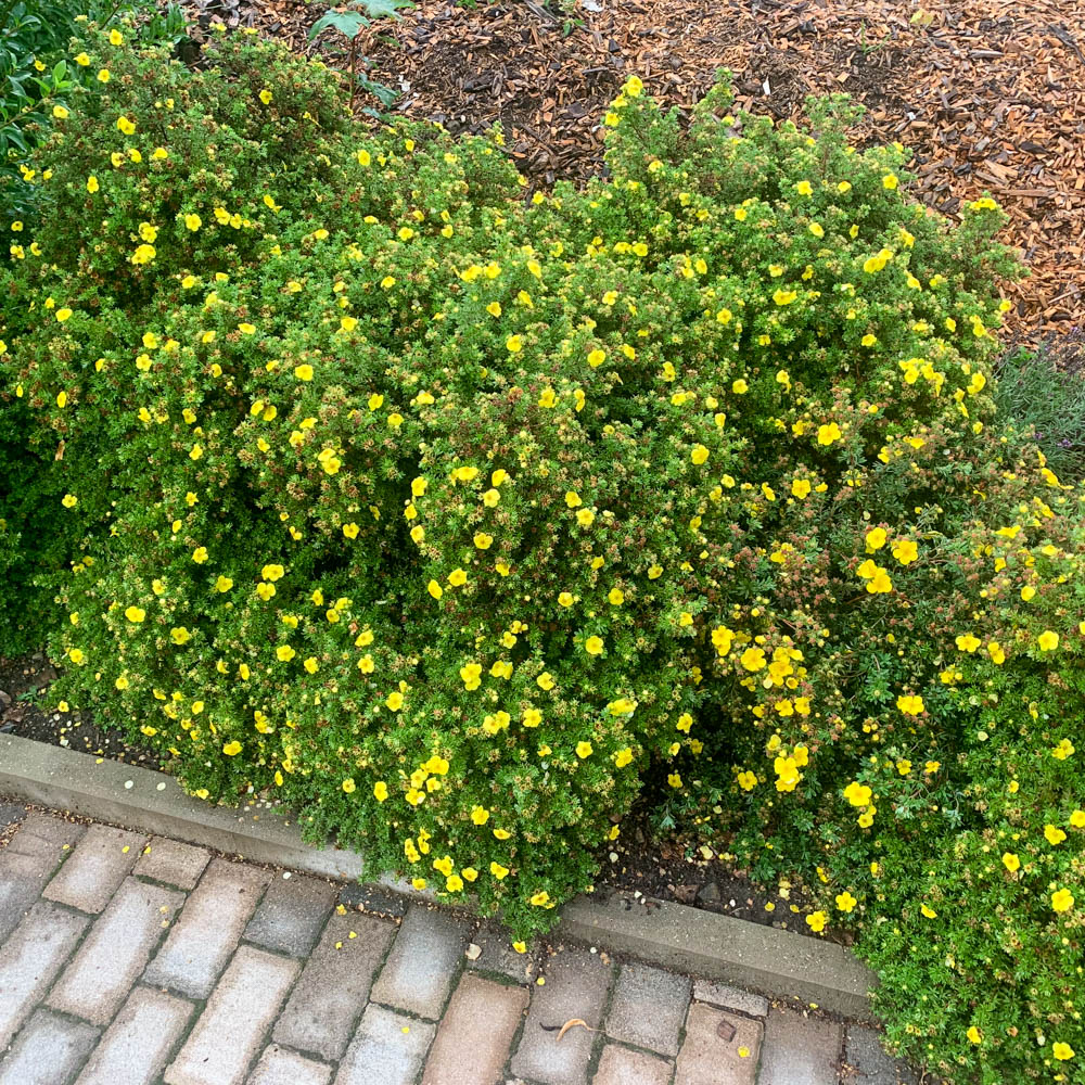 Fingerstrauch Kobold, Potentilla, Blütengehölz