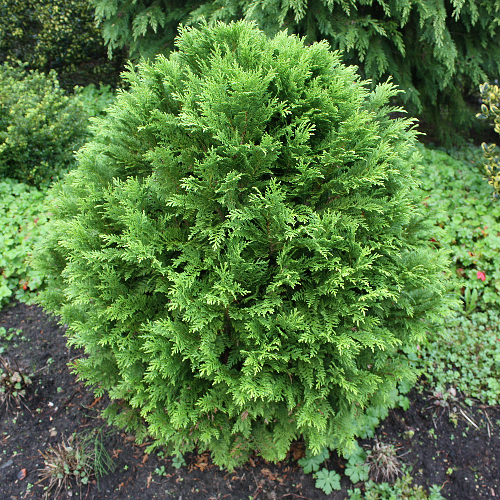 Thuja Danica, Kugellebensbaum, Lebensbaum, immergrün