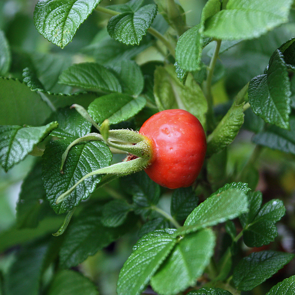 Apfelrose, Wildrose, Nützlingsmagnet