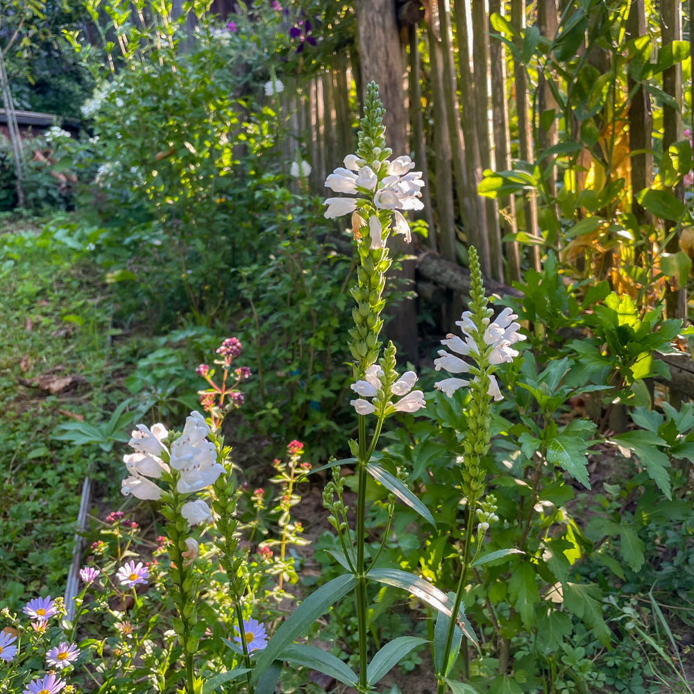 Gelenkblume 'Schneekrone'