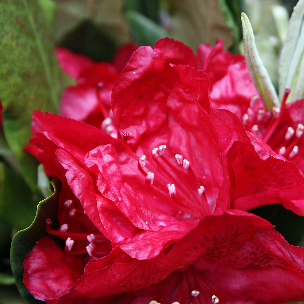 Rhododenron Hachmanns Feuerschein, Immergrün, Frühjahr