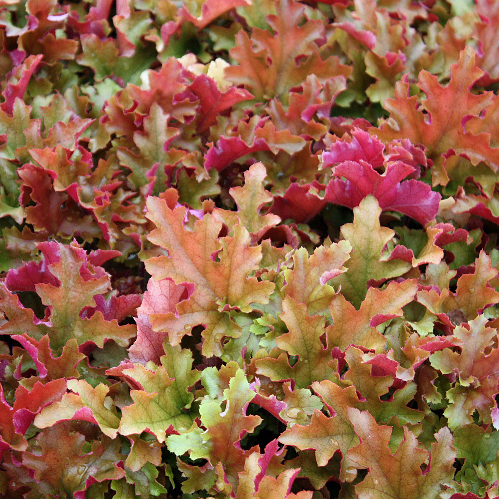 Purpurglöckchen Marmalade, Heuchera, Blattschmuck