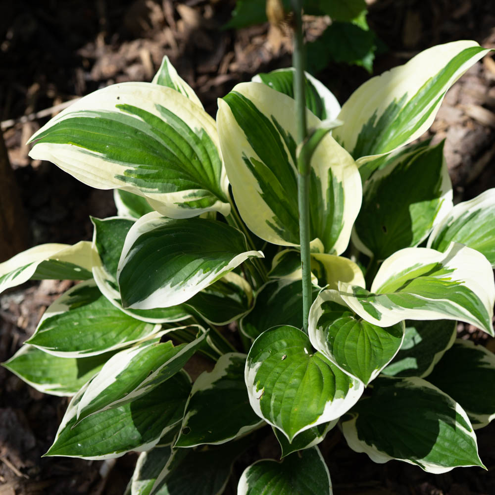 Funkie Patriot, Hosta, Blattschmuckstaude