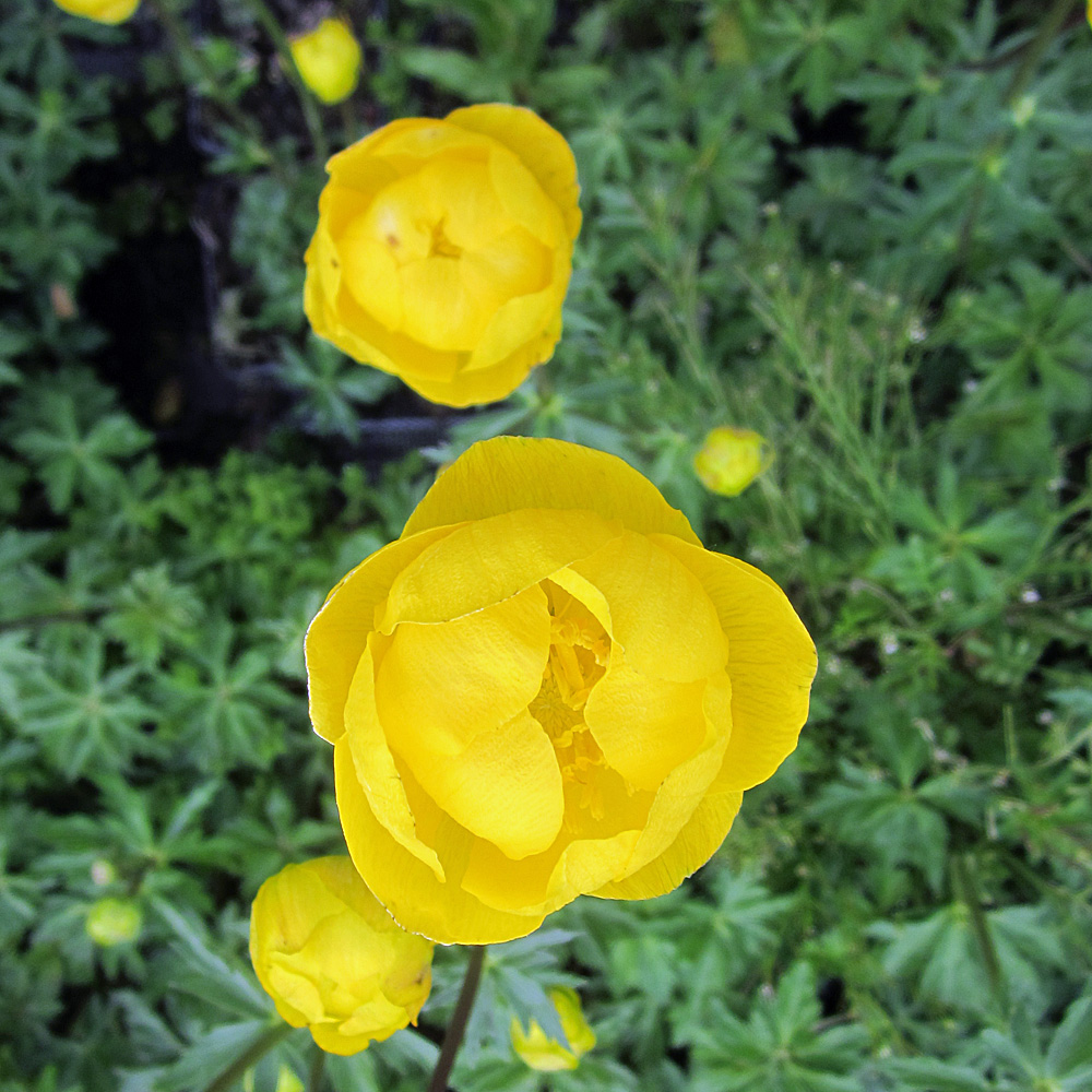 Europäische Trollblume, Blütenstaude