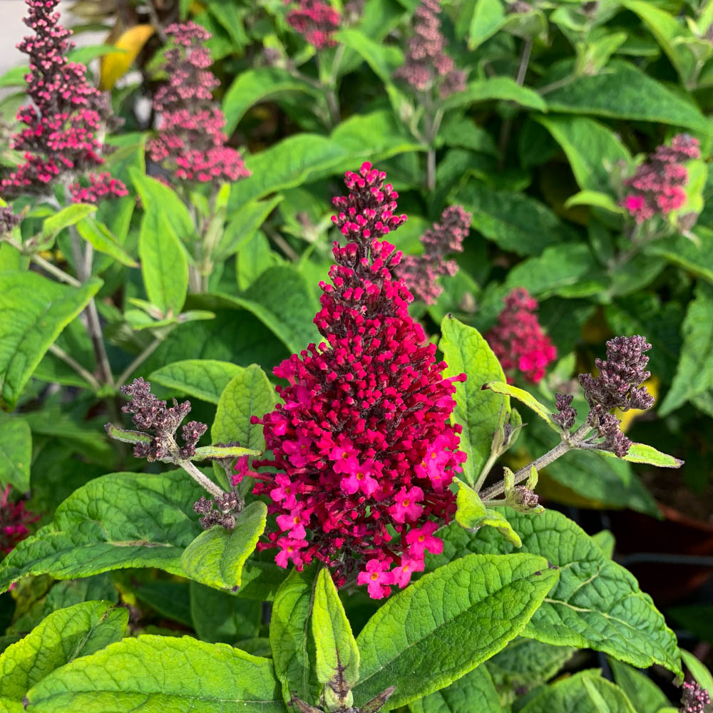 Zwerg Sommerflieder Butterfly Candy 'Little Ruby'