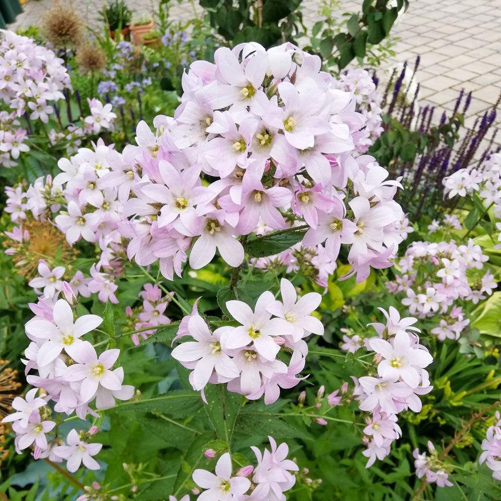 Doldenglockenblume 'Loddon Anne'