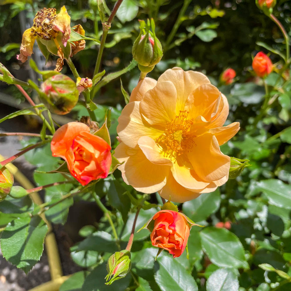 Bodendeckerrose Sedana, Rose, Rosa, Blütenpflanze