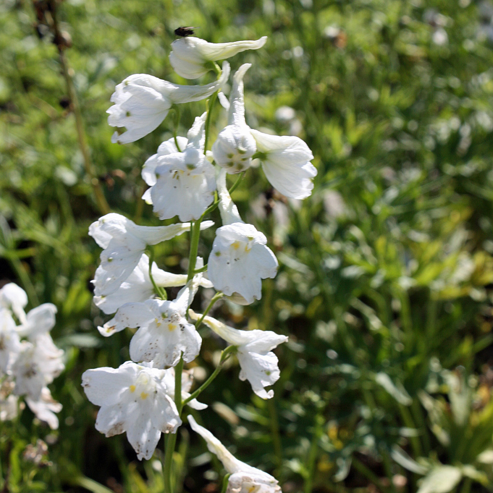 Rittersporn Moerheimii, Delphinum, Prachstaude