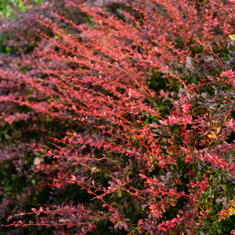 Berberitze, Heckenberberitze, Berberis, Vogelschutzpflanze