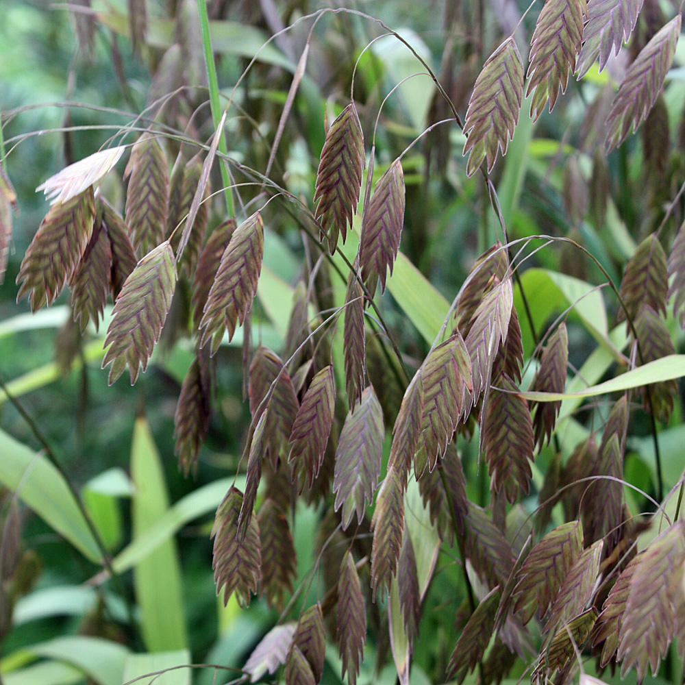 Breitährengras, Chasmanthium latifolium, Ziergras, Blütenähren