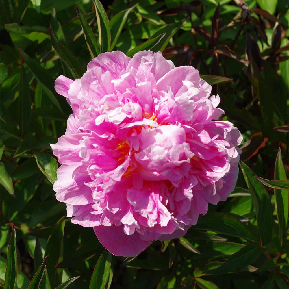 Bauernpfingstrose 'Rosea Plena'