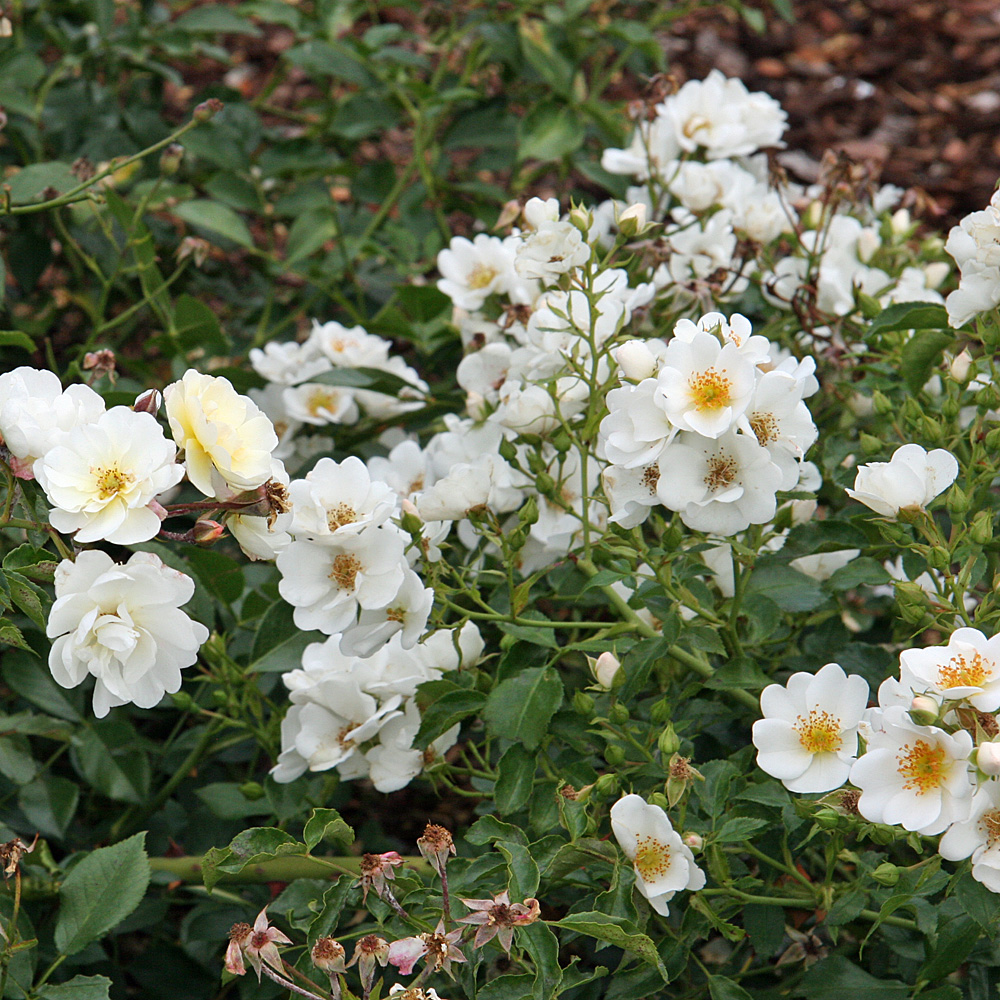 Bodendeckerrose Schneeflocke, Rose, Rosa, Bodendecker