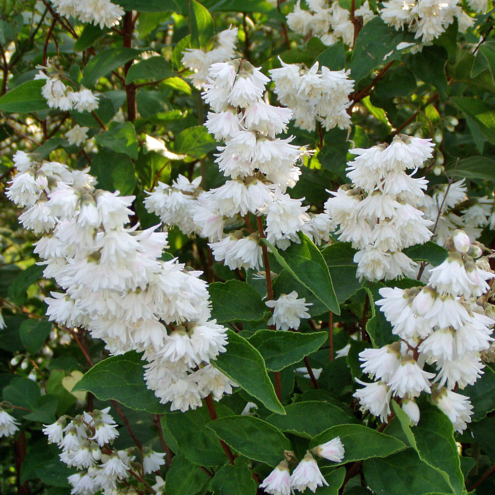 Hoher Sternchenstrauch, Deutzia, Blütenstrauch