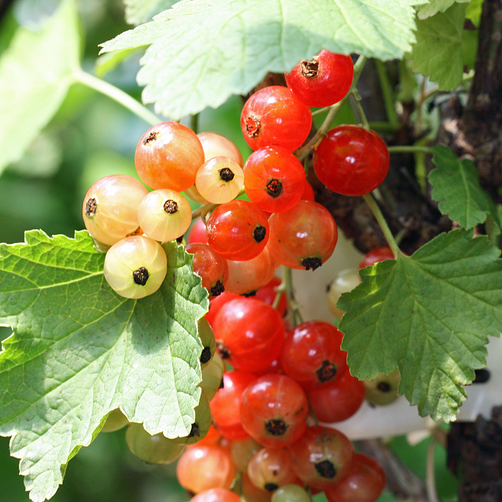 Rote Johannisbeere 'Rolan'