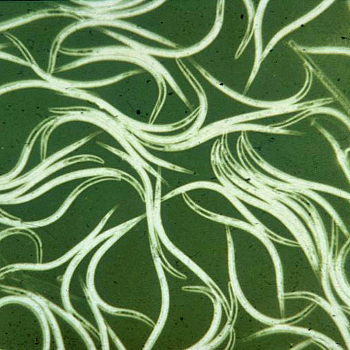 Nematoden, Nützlinge, Maulwurfsgrillen, Erdraupen