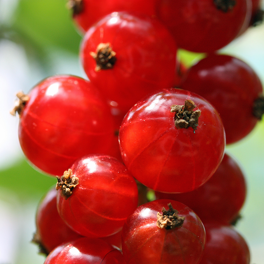 Rote Johannisbeere 'Jonkheer van Tets'