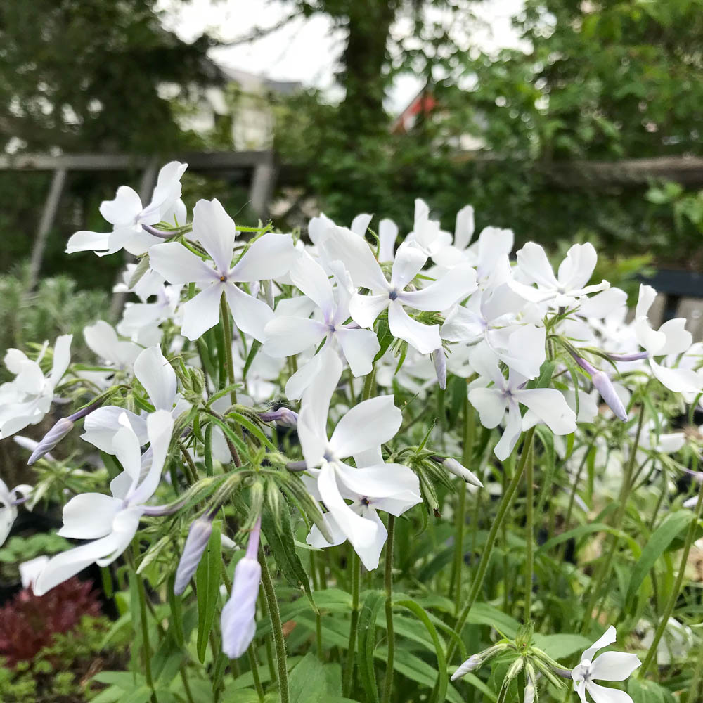 Wald Phlox White Perfume, Blütenstaude,